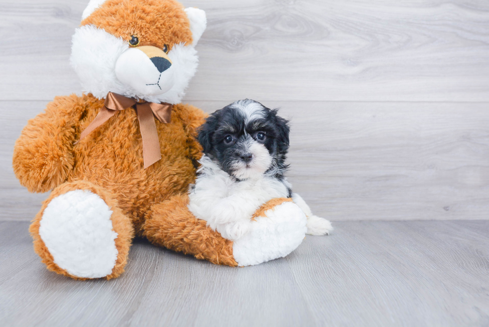 Havanese Puppy for Adoption