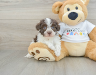 7 week old Havanese Puppy For Sale - Premier Pups