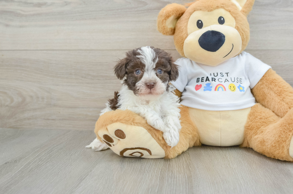 6 week old Havanese Puppy For Sale - Premier Pups