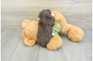 Friendly Havanese Purebred Pup