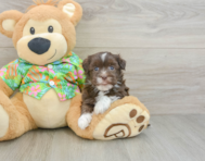 6 week old Havanese Puppy For Sale - Premier Pups
