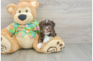 Havanese Puppy for Adoption