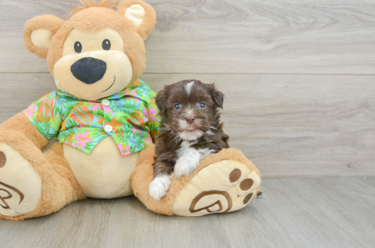 Havanese Puppy for Adoption