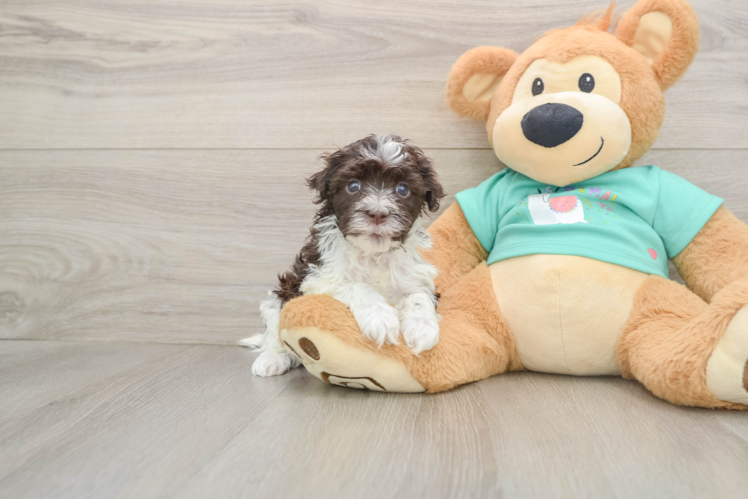 Best Havanese Baby