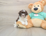 5 week old Havanese Puppy For Sale - Premier Pups
