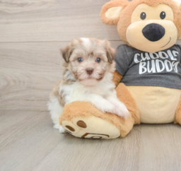 6 week old Havanese Puppy For Sale - Premier Pups