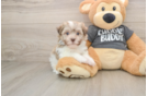 Best Havanese Baby