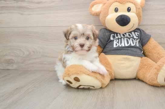 Best Havanese Baby