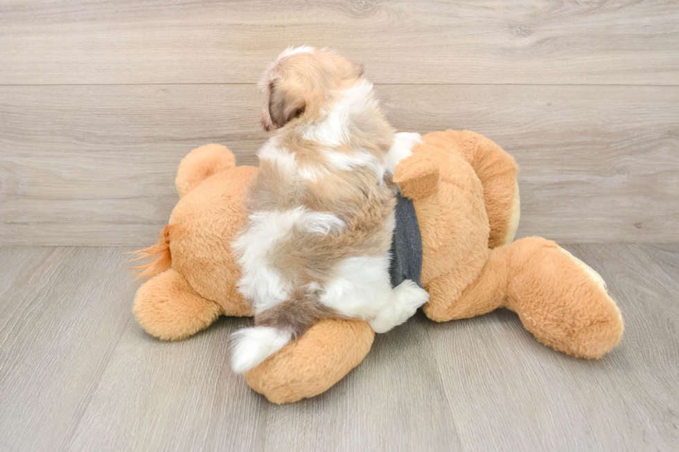 Havanese Puppy for Adoption