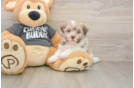 Sweet Havanese Cuban Bichon Purebred Puppy