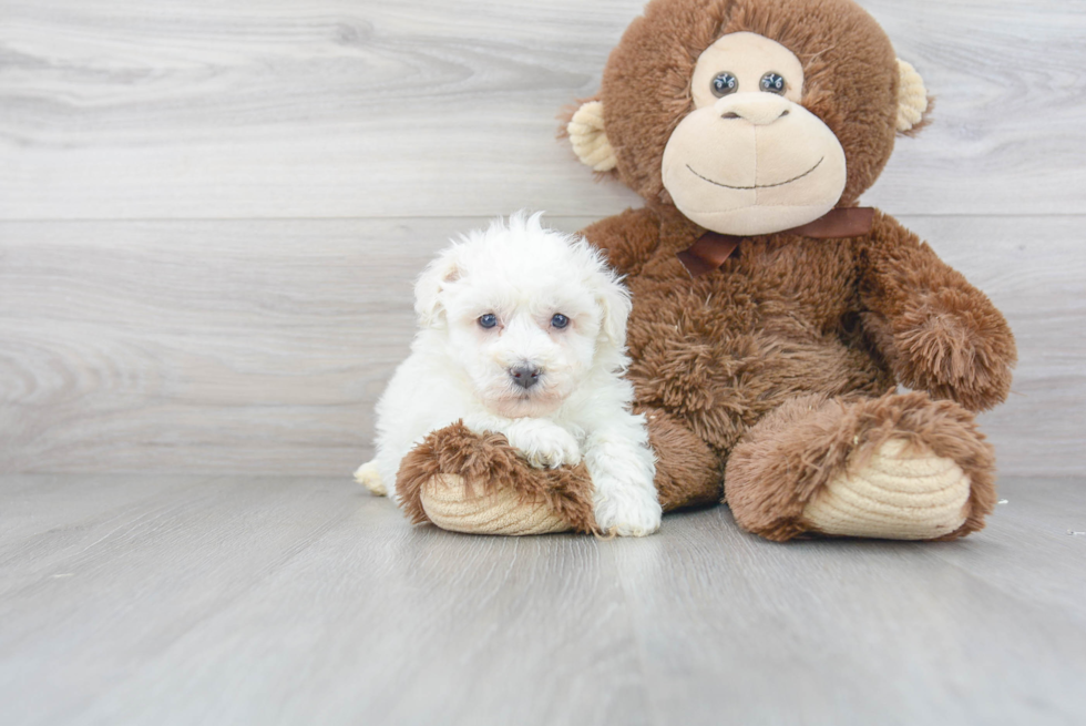 Best Havanese Baby