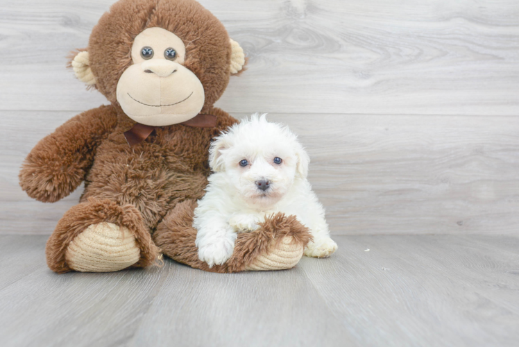 Smart Havanese Purebred Puppy