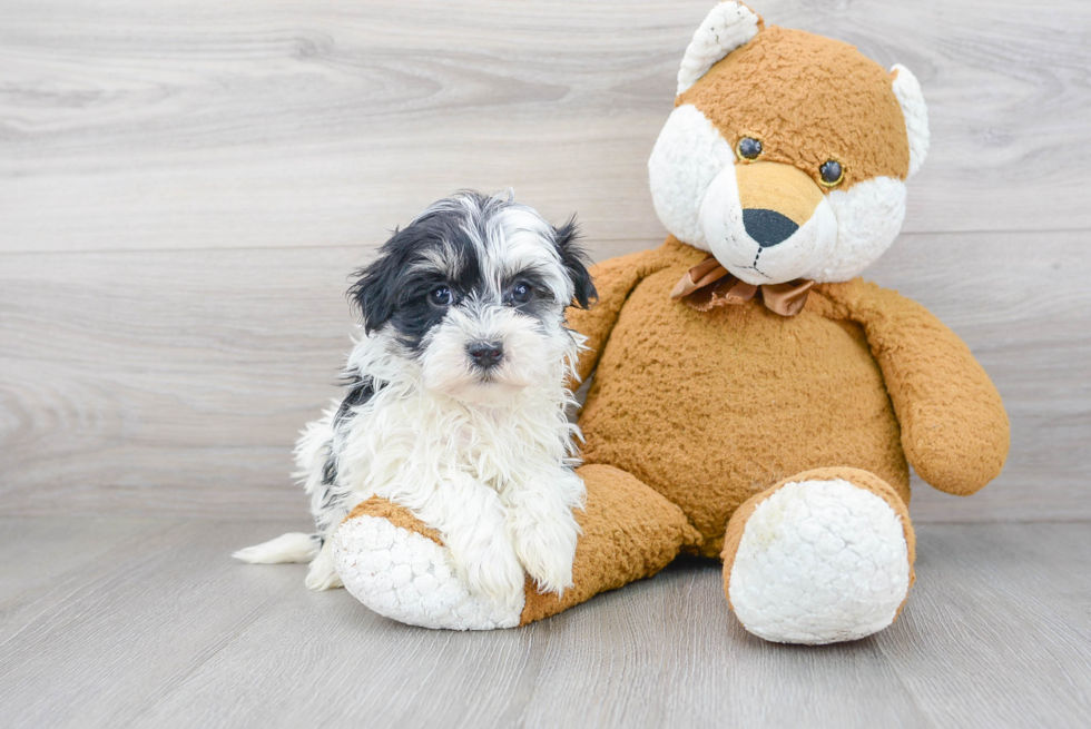 Best Havanese Baby