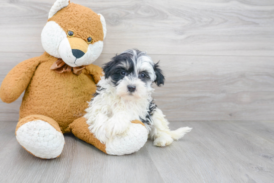 Havanese Puppy for Adoption