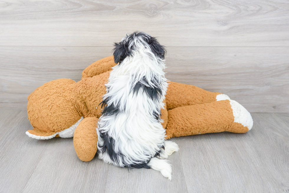 Havanese Puppy for Adoption