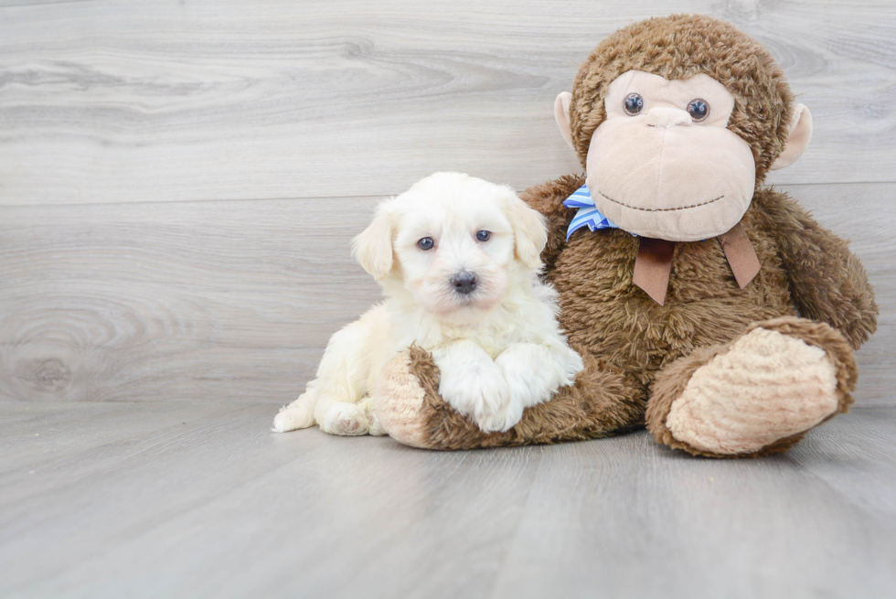 Friendly Havanese Baby