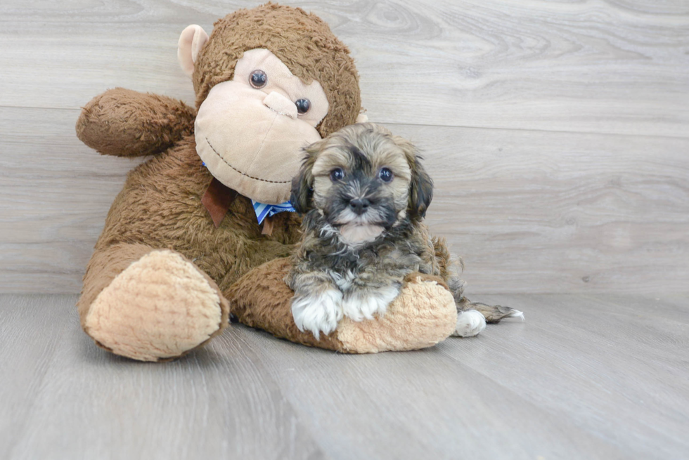 Havanese Pup Being Cute