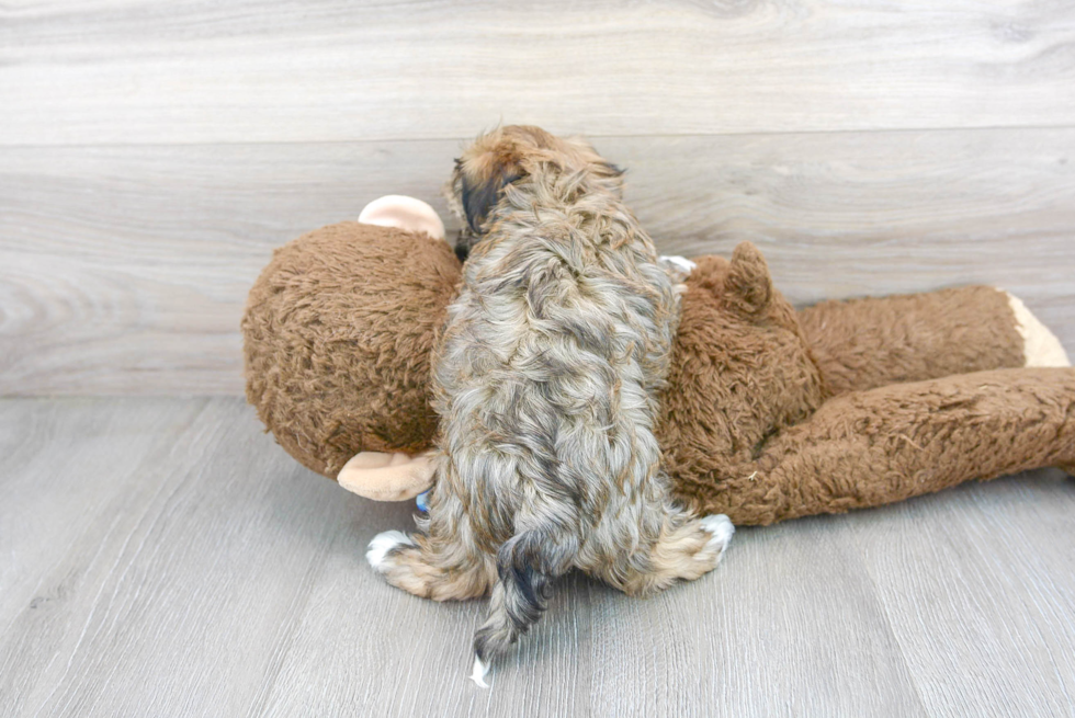 Havanese Pup Being Cute