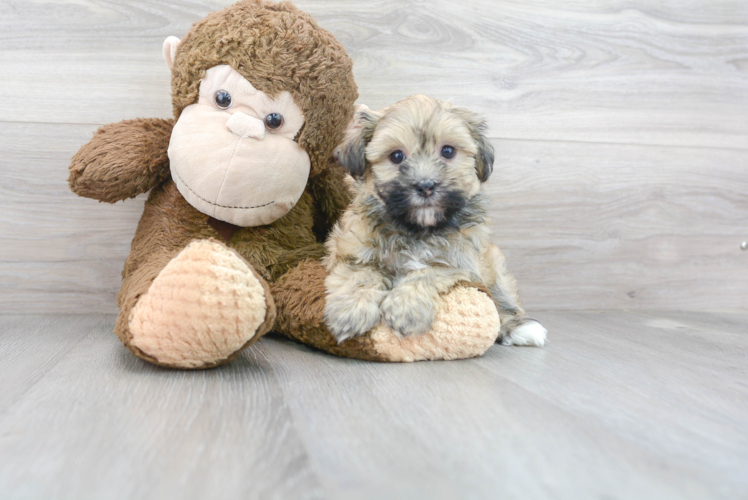 Cute Havanese Baby