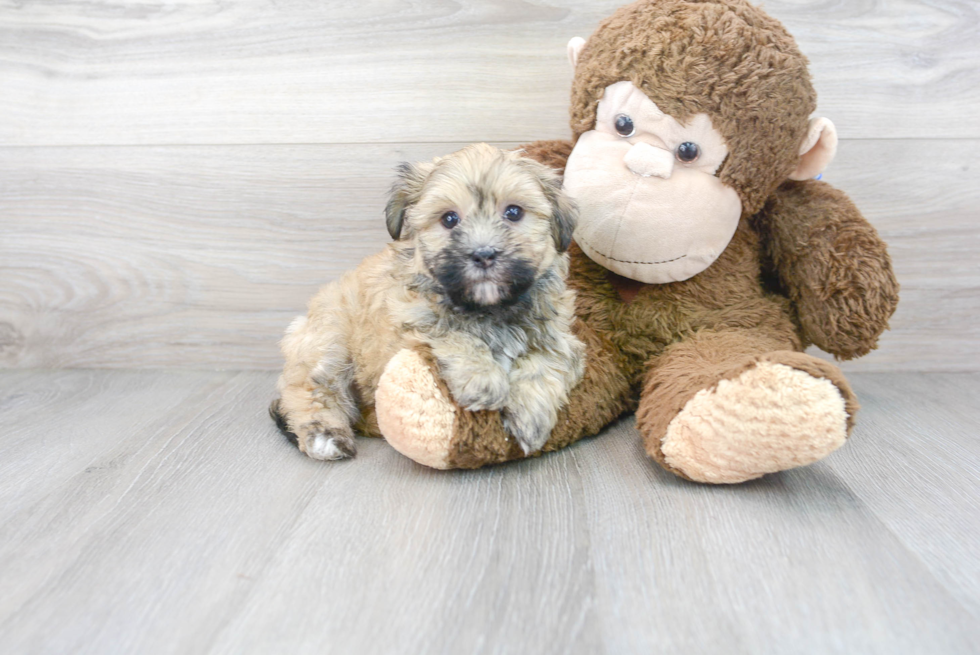 Cute Havanese Purebred Pup