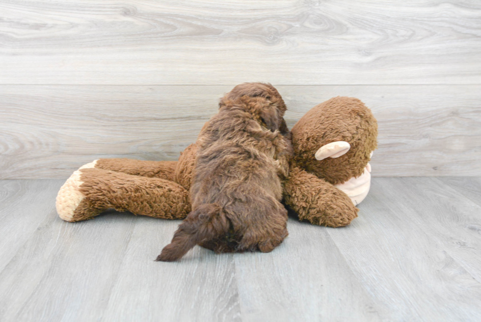 Playful Havanese Baby