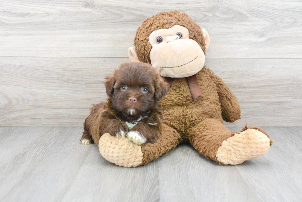 Havanese Pup Being Cute