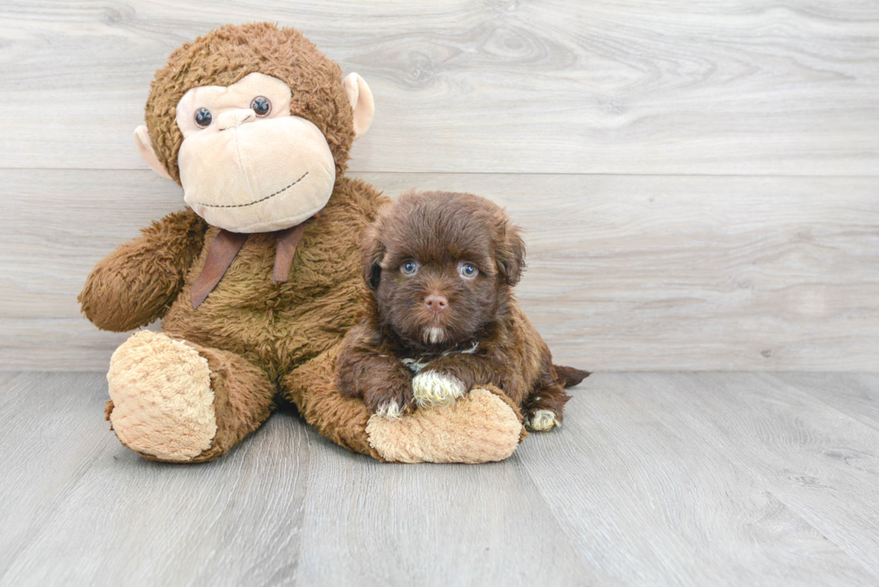 Havanese Pup Being Cute