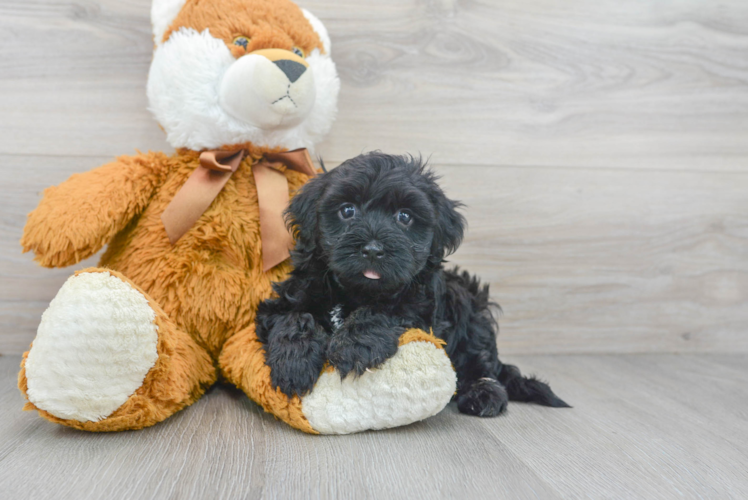 Petite Havanese Purebred Puppy