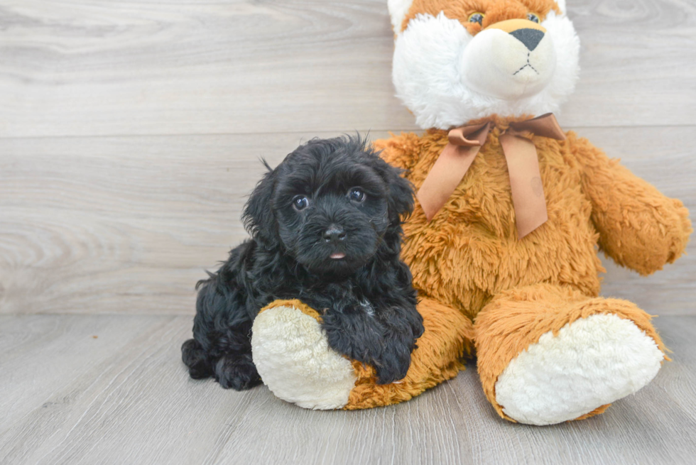 Funny Havanese Purebred Pup