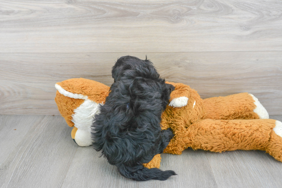 Petite Havanese Purebred Puppy