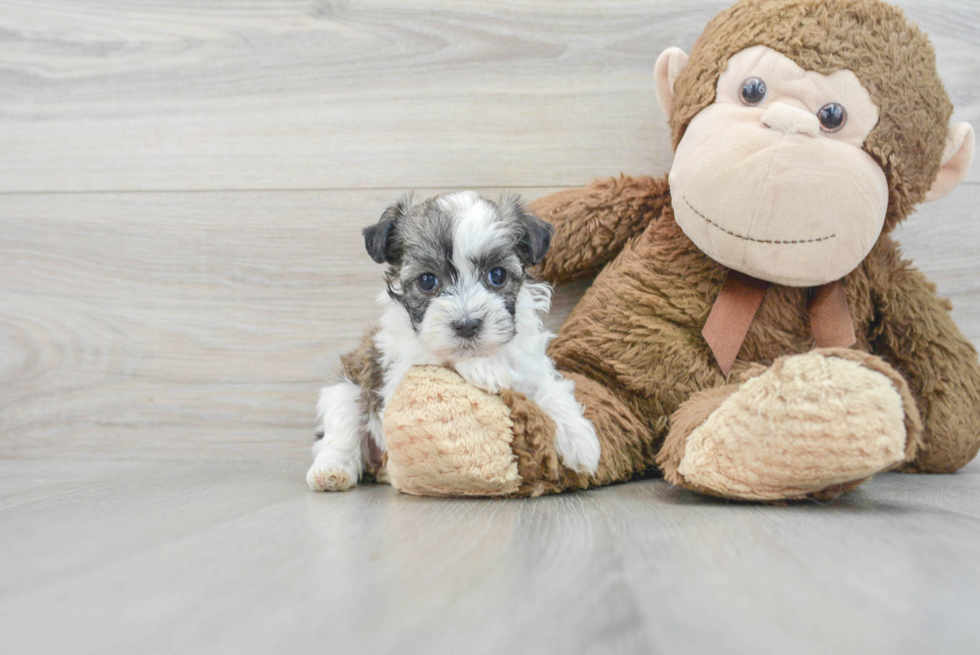 Best Havanese Baby