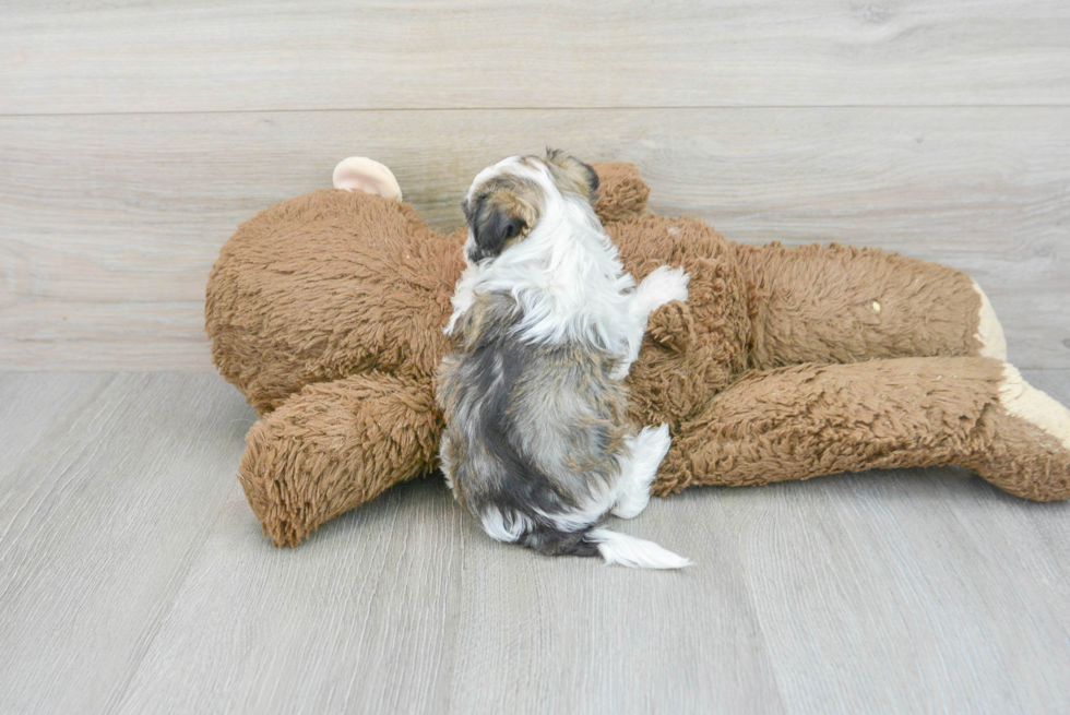 Havanese Pup Being Cute