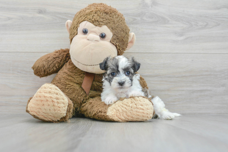 Best Havanese Baby