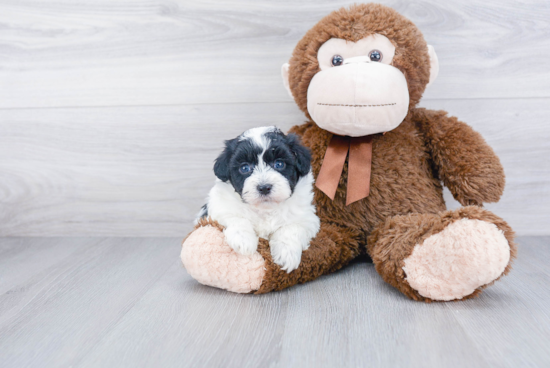 Smart Havanese Purebred Puppy