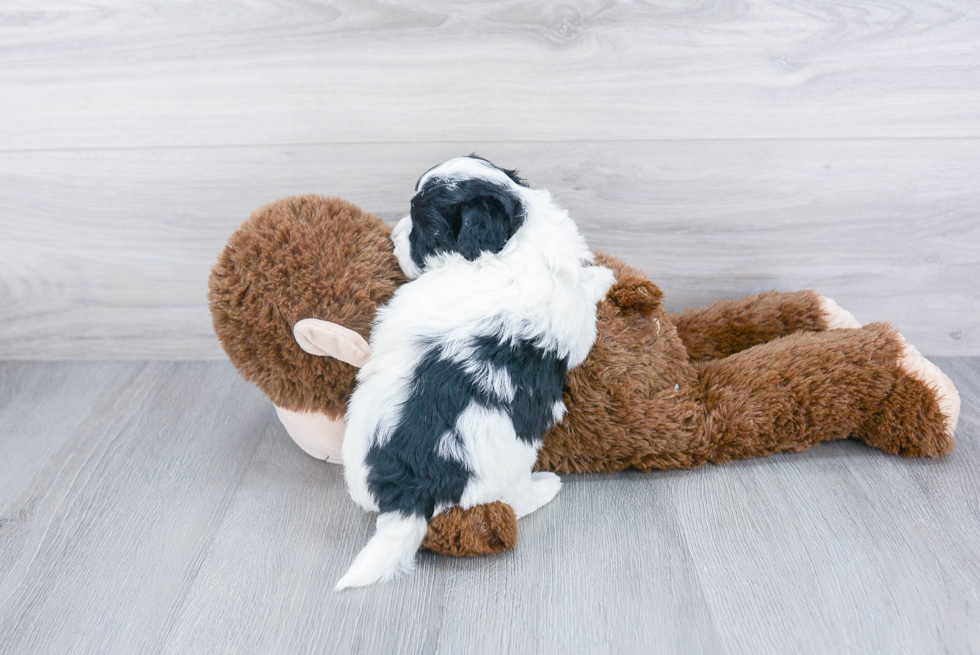 Havanese Pup Being Cute