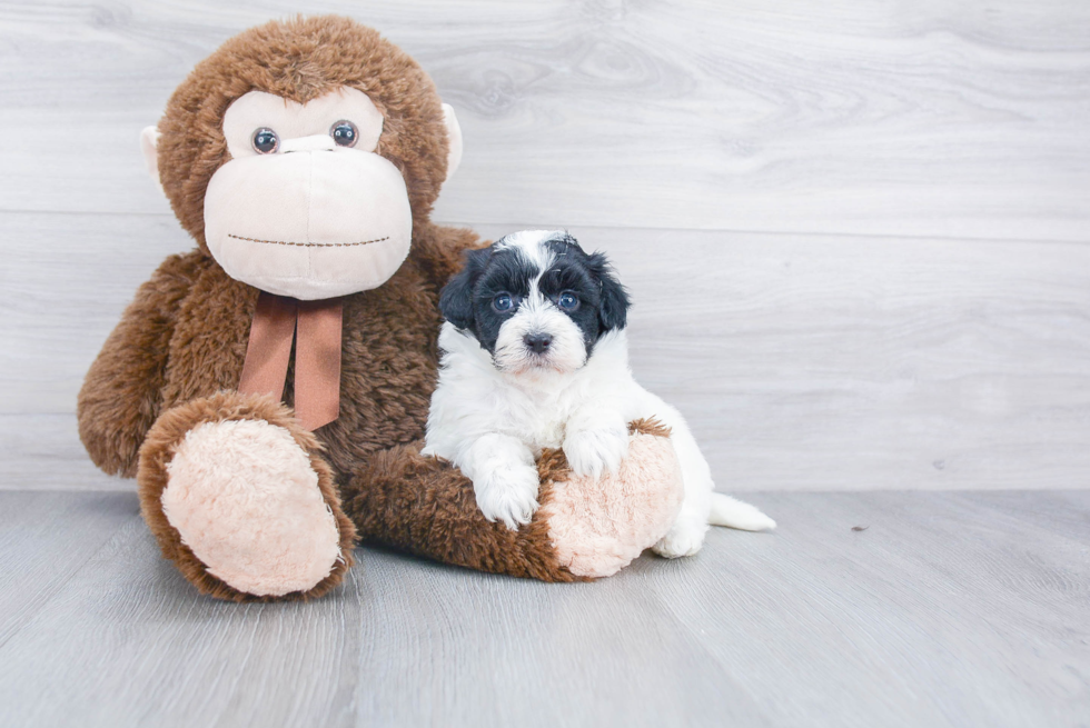 Havanese Pup Being Cute