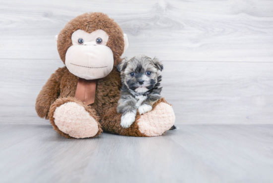 Little Havanese Purebred Pup