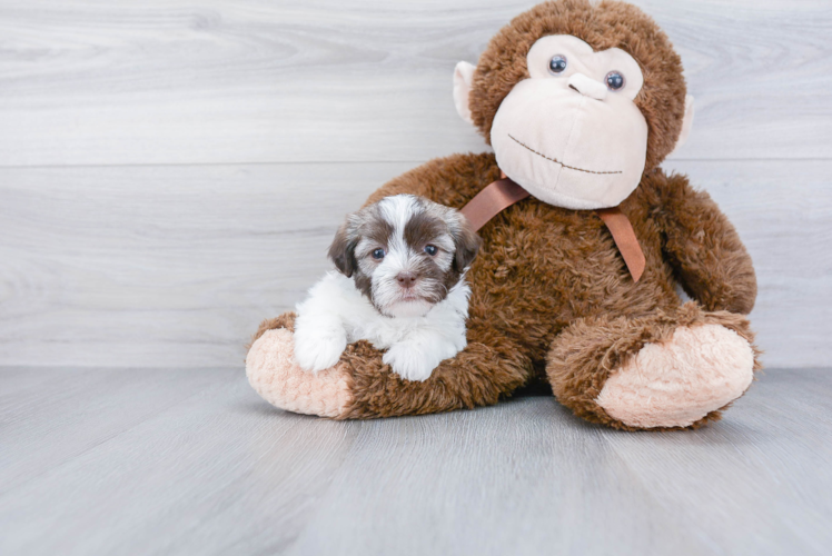 Havanese Pup Being Cute