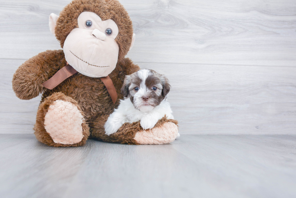 Best Havanese Baby