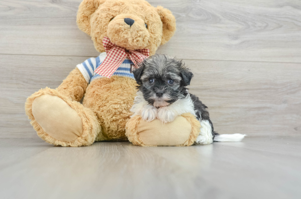 8 week old Havanese Puppy For Sale - Premier Pups