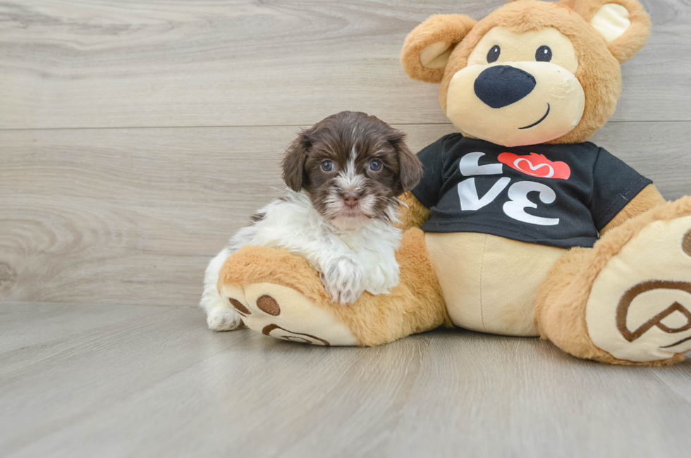 6 week old Havanese Puppy For Sale - Premier Pups