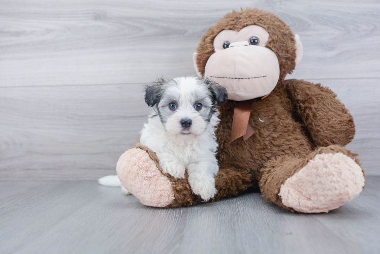 Petite Havanese Purebred Puppy