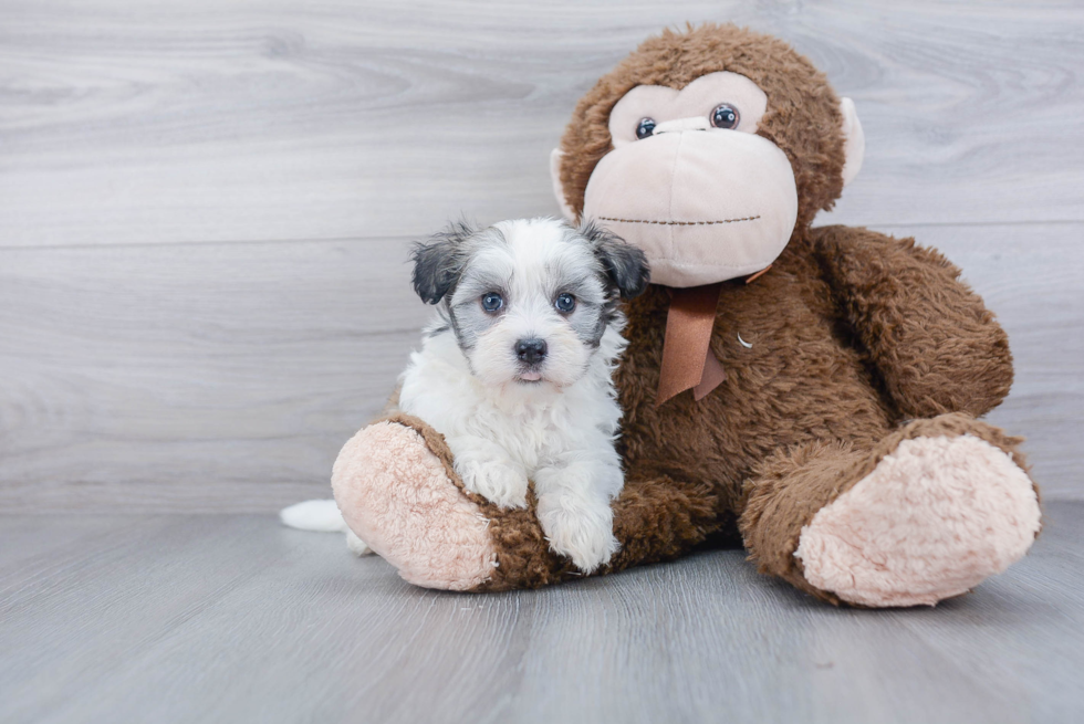 Petite Havanese Purebred Puppy