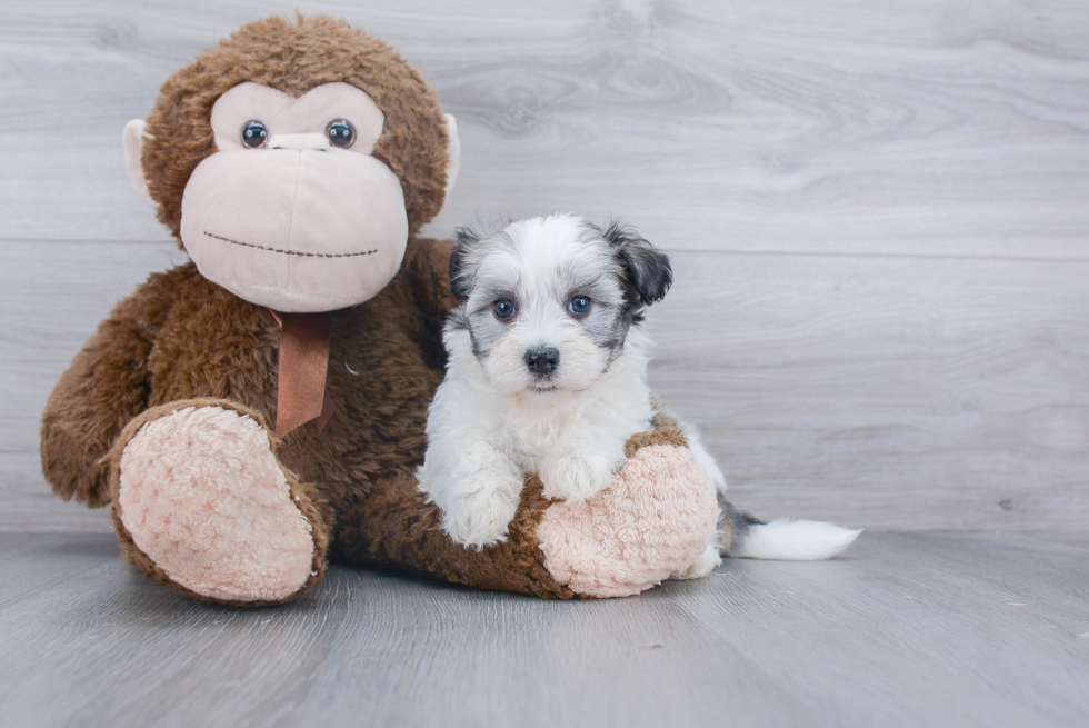 Havanese Pup Being Cute