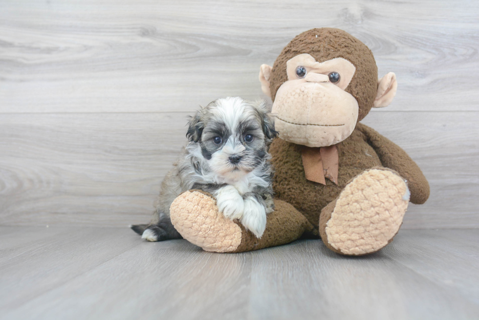 Cute Havanese Purebred Puppy