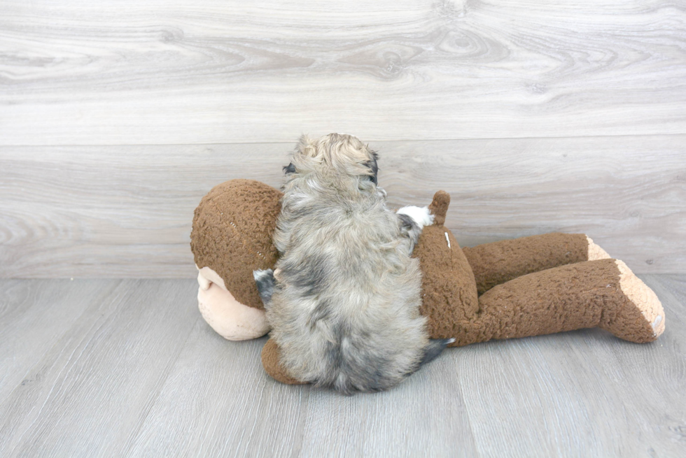 Havanese Pup Being Cute