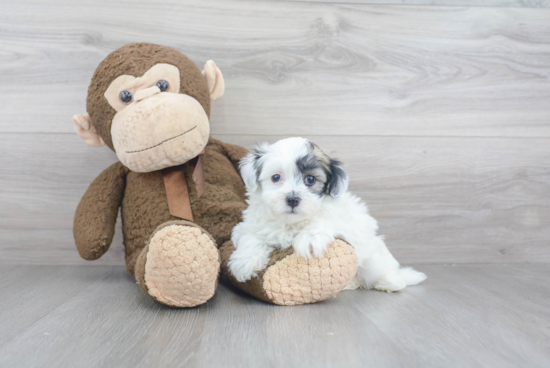 Havanese Puppy for Adoption