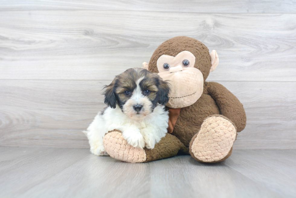 Petite Havanese Purebred Puppy