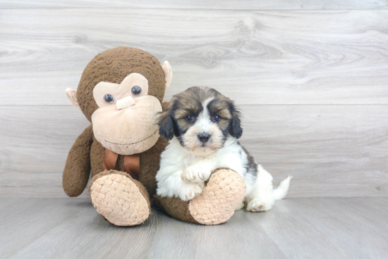 Playful Havanese Purebred Pup