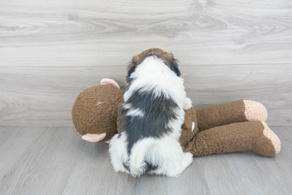 Havanese Puppy for Adoption